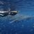 Australien/WA/Swim with the Whale Shark