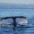 Kanada/YVR/Whalewatching3
