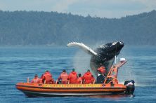 Kanada/YVR/Whalewatching1