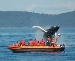 Kanada/YVR/Whalewatching1